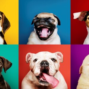 Quadro Cãezinhos Sorridentes