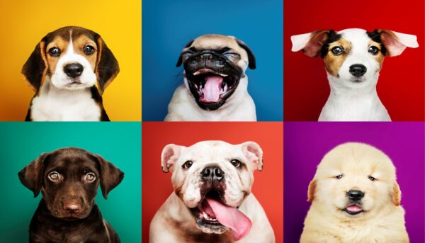 Quadro Cãezinhos Sorridentes